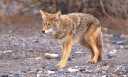 A coyote with reddish fur