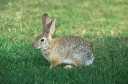 Rabbit on the lawn