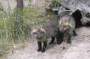 A pair of Grey Foxes