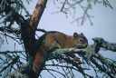 Red Squirrel