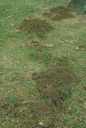 Lawn damage from burrowing