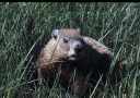 Woodchuck in high grass 