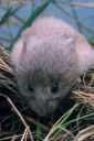 Vole