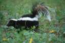 Skunk