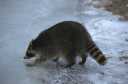 Raccoon
