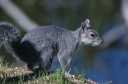 Grey Squirrel
