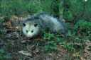 Opossum